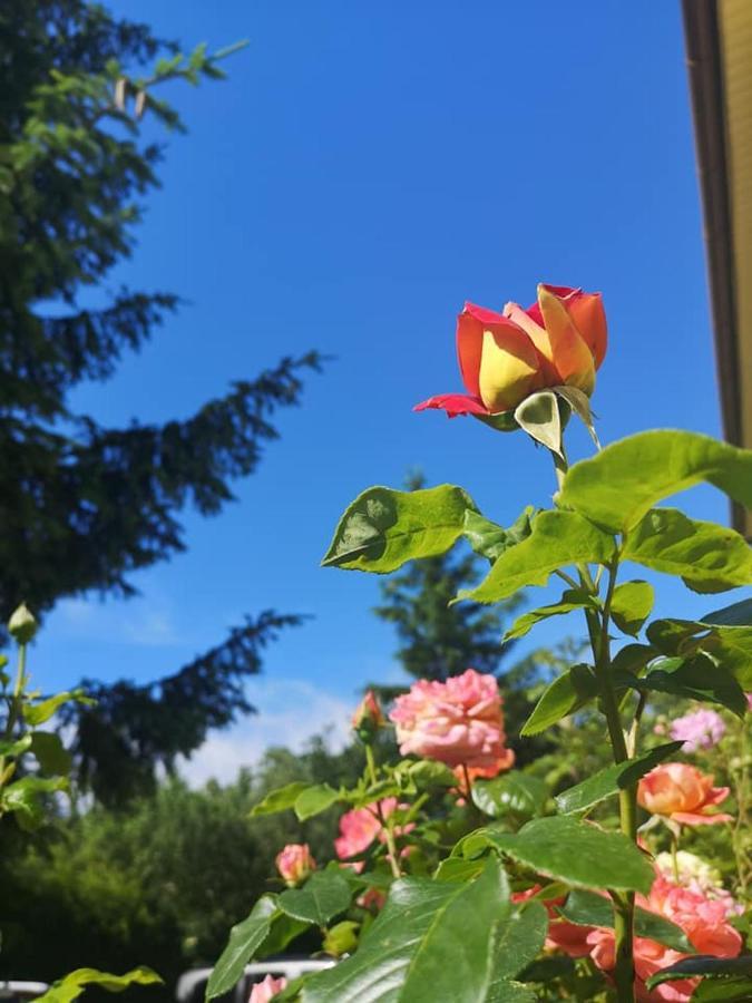 Penzión Pod orechom Turčianske Teplice Exterior foto